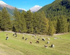 Zernez, Unterengadin, Graubünden