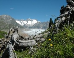 Forêt d'Aletsch, Haut-Valais, Valais