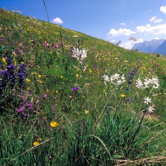 Prairies et pâturages secs