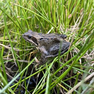 Sites de reproduction de batraciens