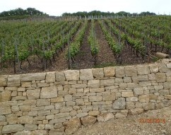 Vignoble La Galilée, Onnens, Vaud